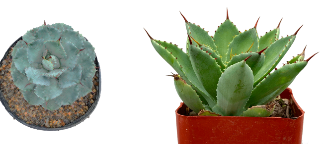 Agave Marmorata