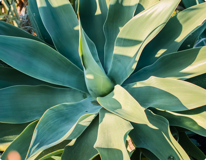 Agave Plant