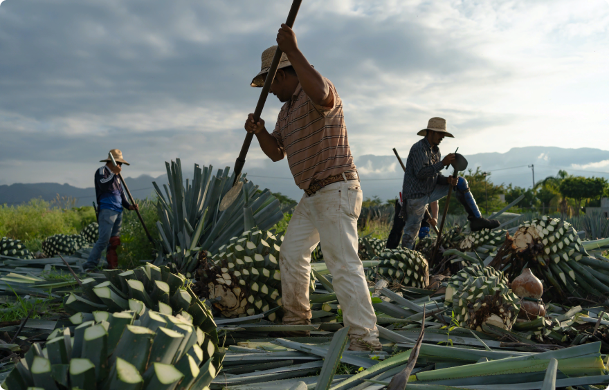 Harvesting Agave