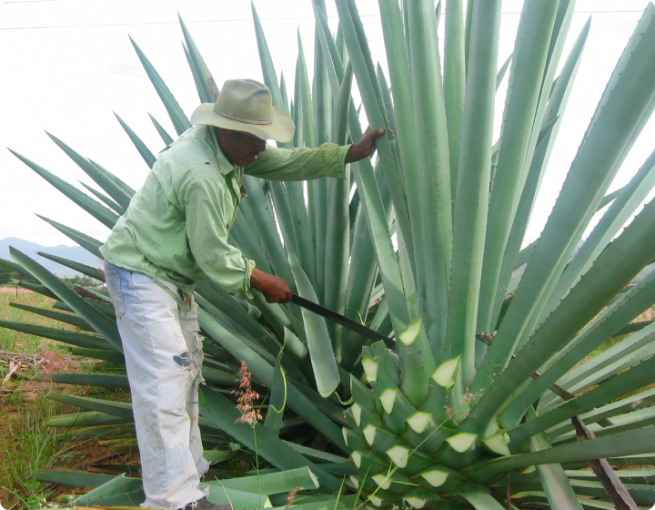 Harvesting Agave