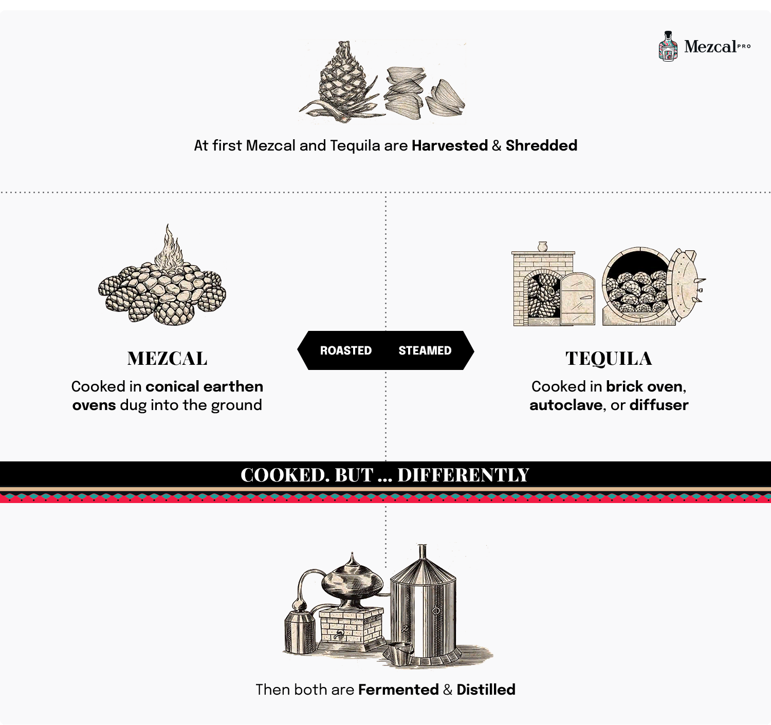 Mezcal Production Infographic