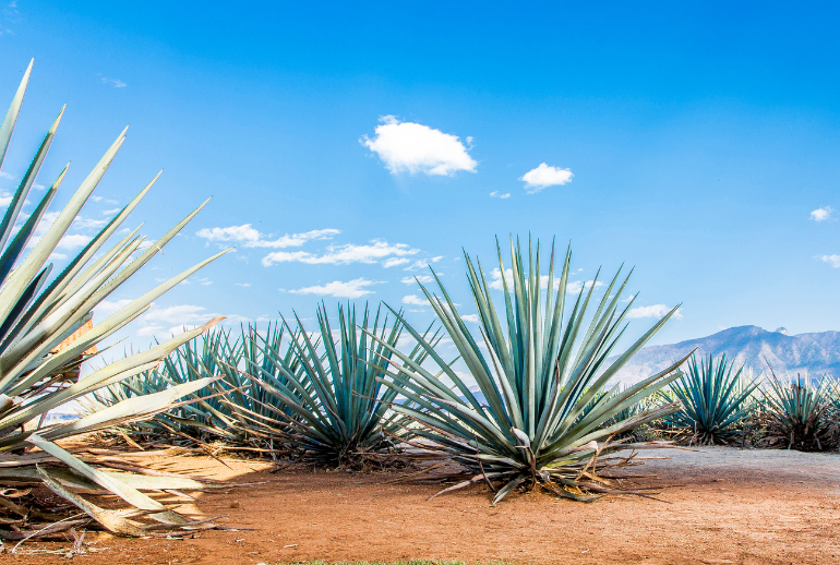 How Mezcal is Made – The Ultimate Guide