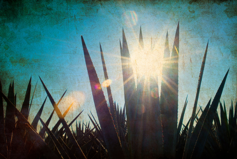 🌿 Maguey vs. Agave – What is the difference?