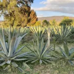 📖 101 Guide: What Types of Mezcal Are There?