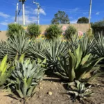 Types of agave and the mezcal they produce