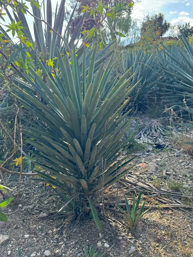 Cuishe mezcal: What it is and types to try
